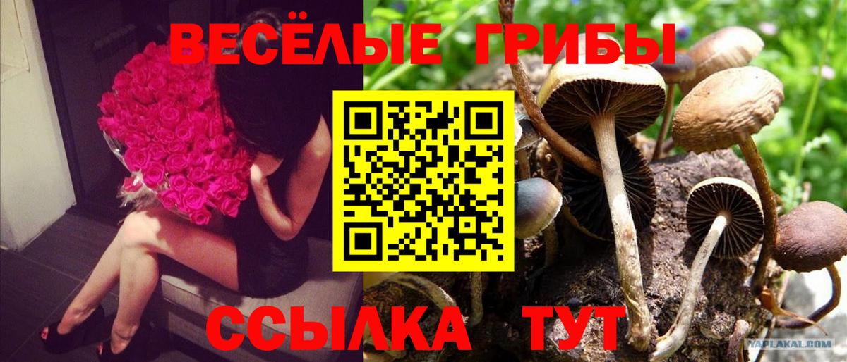 Псилоцибиновые грибы ЛСД  закладка  Кингисепп  Вход с VPN 